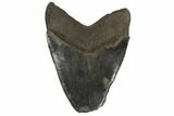 Fossil Megalodon Tooth - Feeding Damaged Tip #125935-1